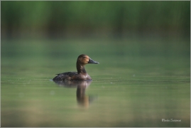 <p>POLÁK VELKÝ (Aythya ferina) --- /Common pochard - Tafelente/</p>